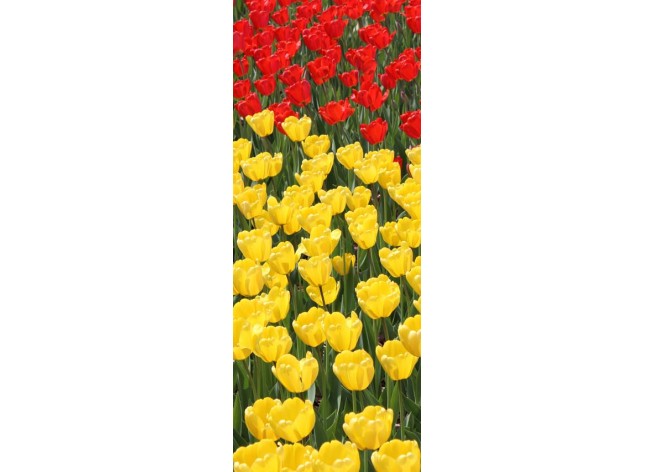 Наклейка на дверь Красные и желтые тюльпаны